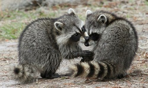 仲よきことは美しきかな 動物たちの仲良しラブラブ画像集 リトルトリップ 仲よきことは美しきかな 動物たちの仲良しラブラブ画像集 リトルトリップ