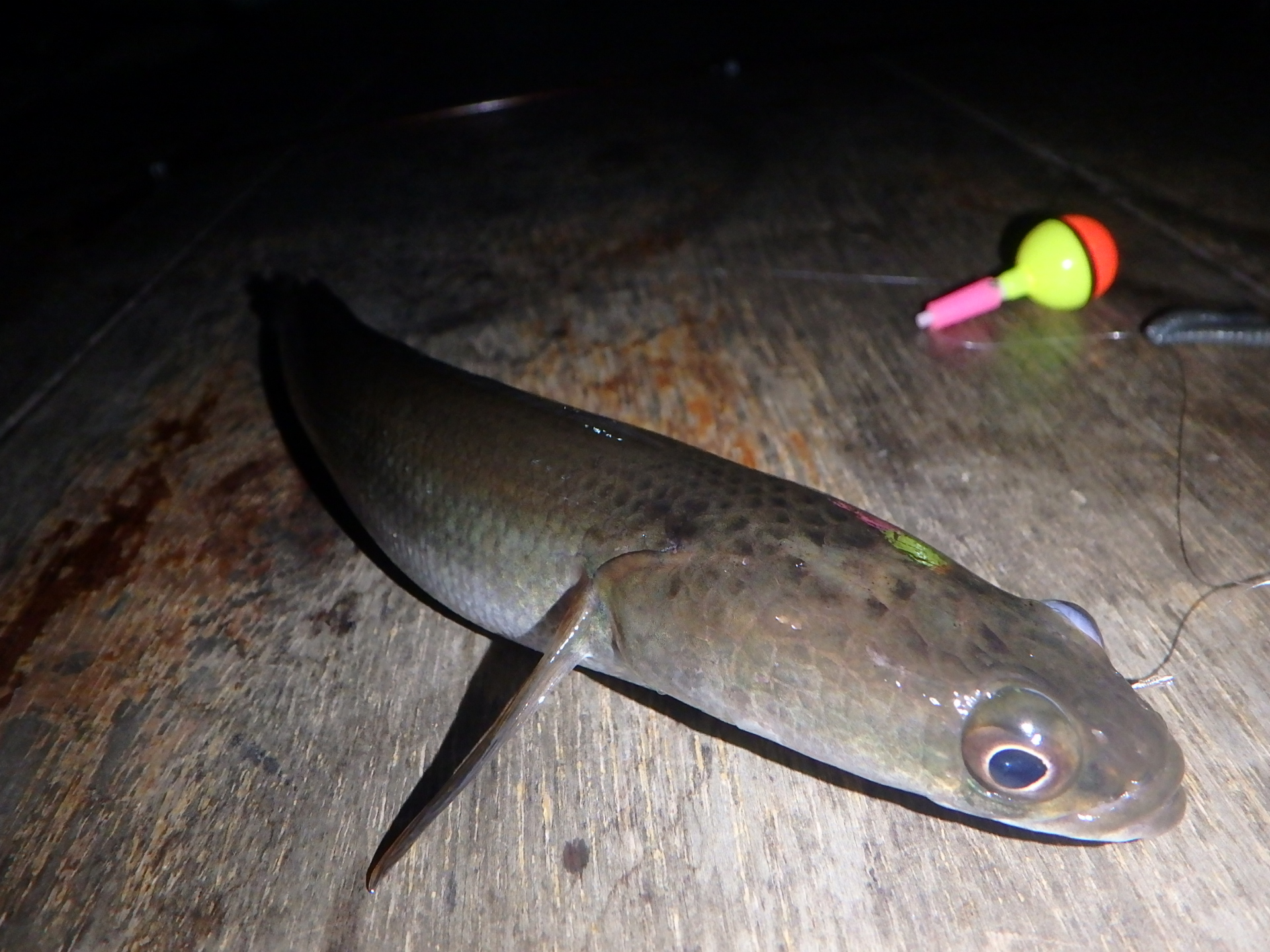 女一匹アジア旅 15 Inタイ マレーシア ひょろ長いやつとか 新 ゆうちょんの釣りブログ