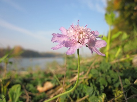 scabiosa-columbaria-844683_640