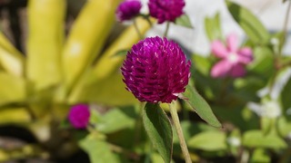 globe-amaranth-1197233_640