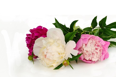 flower-3354875_640
