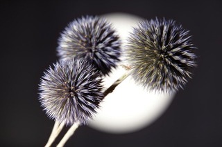 thistle-4712487_640