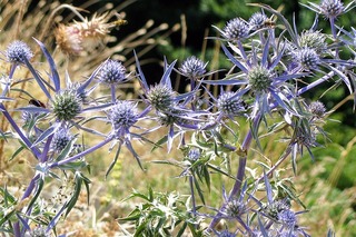 eryngium-amethystinum-2047303_640