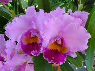 orchid-1521085_1920