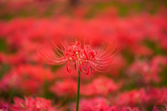 花 言葉 再会