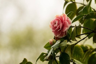 camellia-2520274_960_720