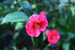japanese-camellia-5044242_960_720