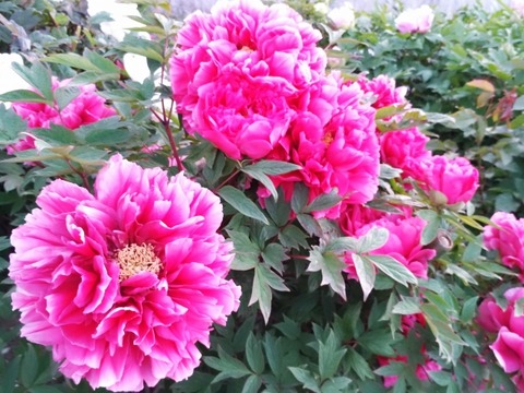 3d8508cb6aaab3436eacee0f6650cd70_s
