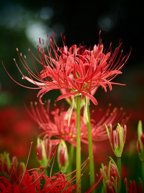 51 彼岸花 ヒガンバナ 雄苑のオフィシャルblog