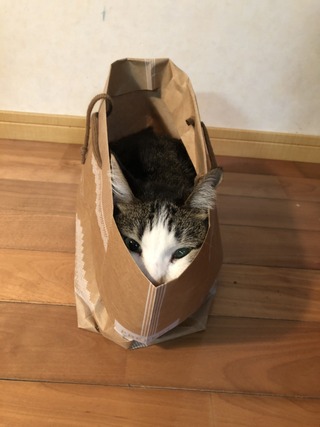 ねこ