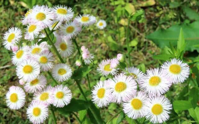 紫苑 67 紫苑(シオン) : 雄苑のオフィシャルblog