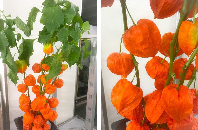 8月のお花 5 ホオズキ 雄苑のオフィシャルblog