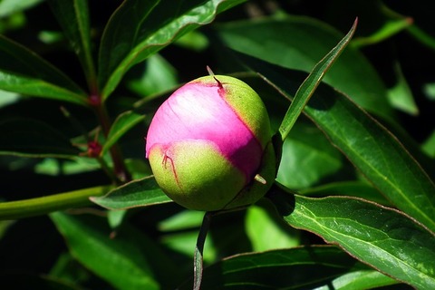flower-3404507_640