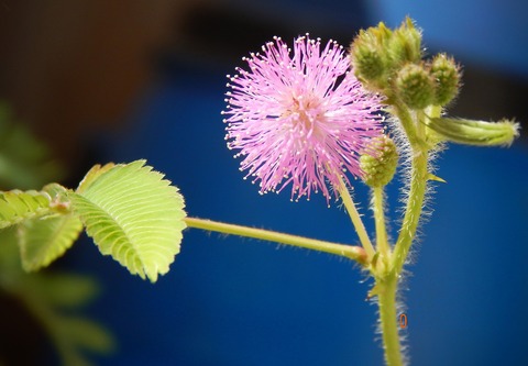 mimosa-pudica-2822997_1920