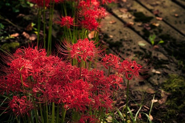 ♯51 彼岸花(ヒガンバナ) : 雄苑のオフィシャルblog