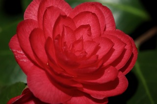 camellia-4957273_960_720