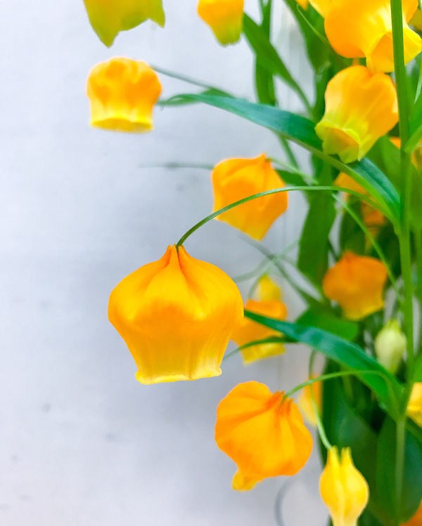 7月のお花 2 サンダーソニア 雄苑 花工房フルールのblog 7月のお花 2 サンダーソニア 雄苑 花工房フルールのblog