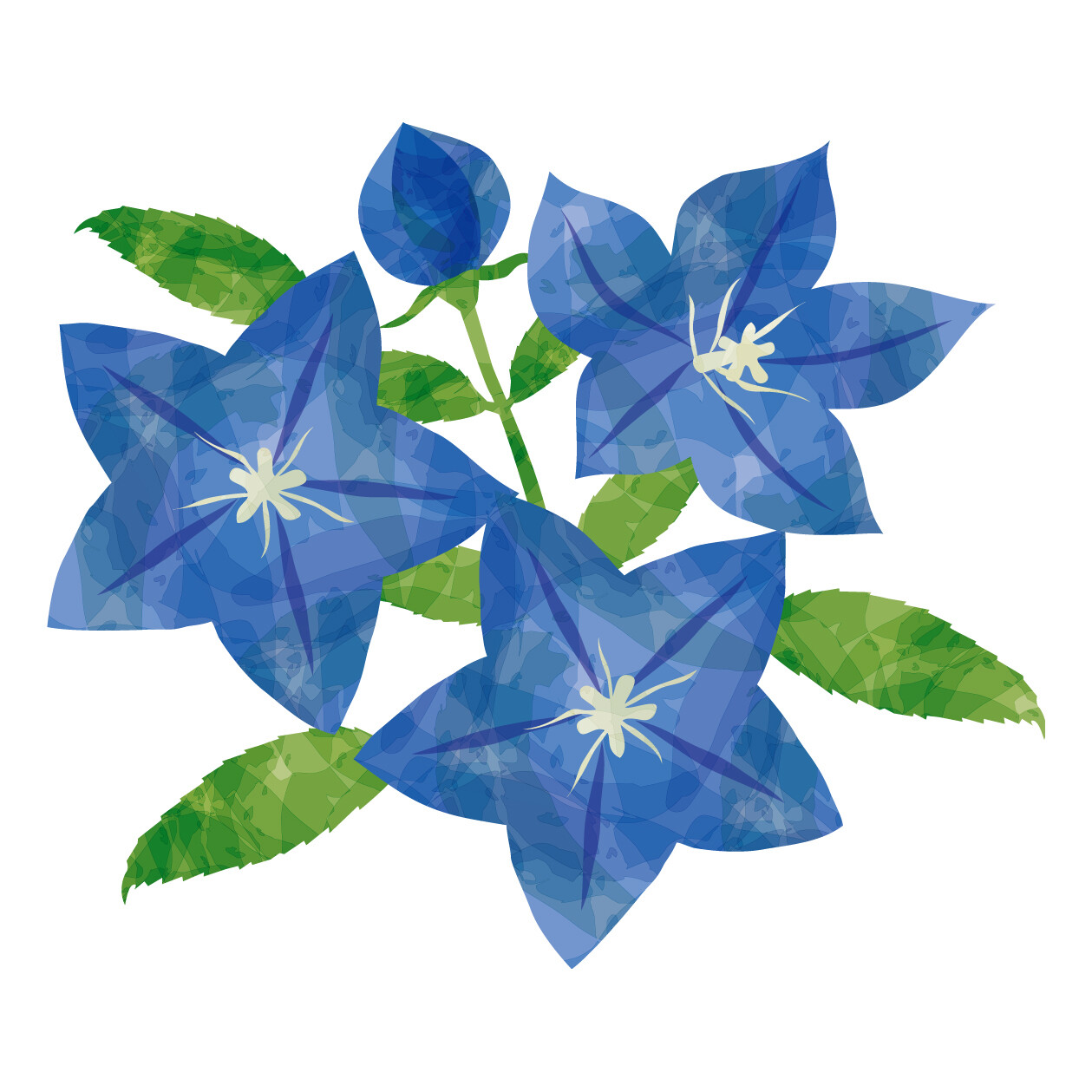 49 桔梗 雄苑のオフィシャルblog