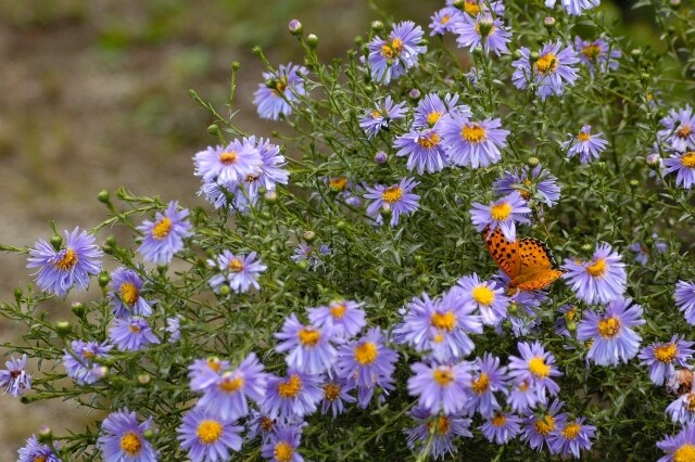 67 紫苑(シオン) : 雄苑のオフィシャルblog