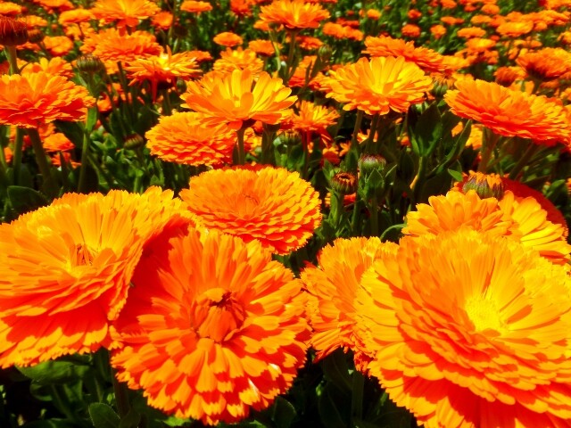 55 金盞花 キンセンカ 雄苑 花工房フルールのblog 55 金盞花 キンセンカ 雄苑 花工房フルールのblog