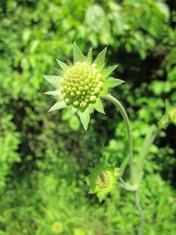 scabiosa-columbaria-846609__340