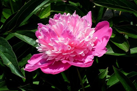 peony-4222925_640