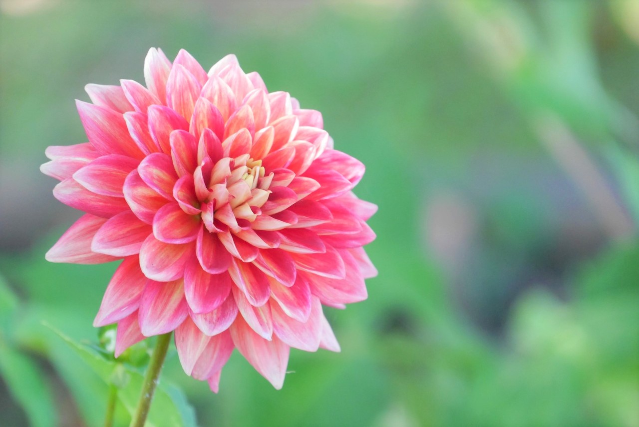 9月のお花 8 ダリア 雄苑のオフィシャルblog 9月のお花 8 ダリア 雄苑のオフィシャルblog