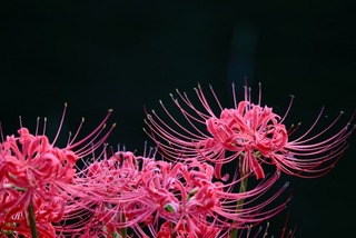 3688145_s