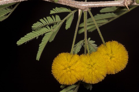 plants-670755_1920