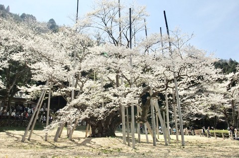 漆墨桜