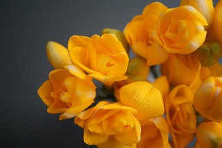 spring-flowers-4081954_1920