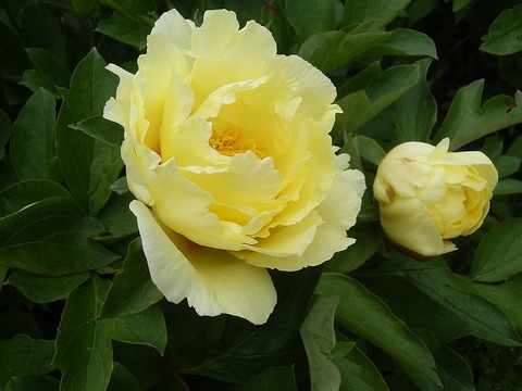 peony-1388999_640