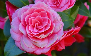 camellia-2182851_960_720