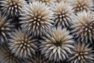 wreath-4882784_640