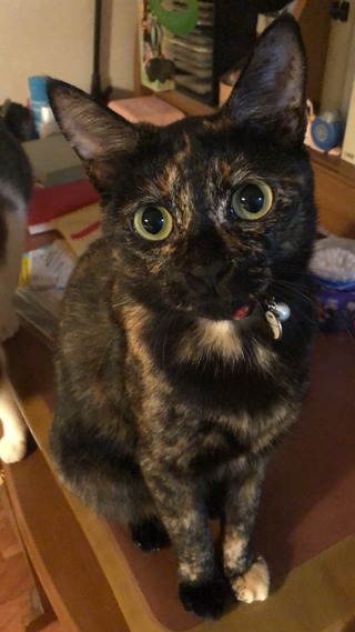 ねこ2