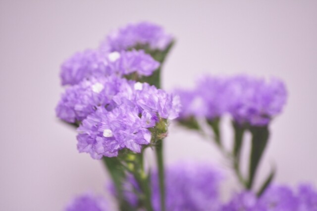 64 スターチス 雄苑のオフィシャルblog