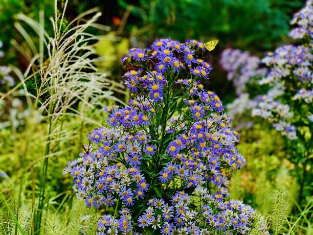 67 紫苑(シオン) : 雄苑のオフィシャルblog