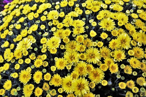 flowers-3705924_640