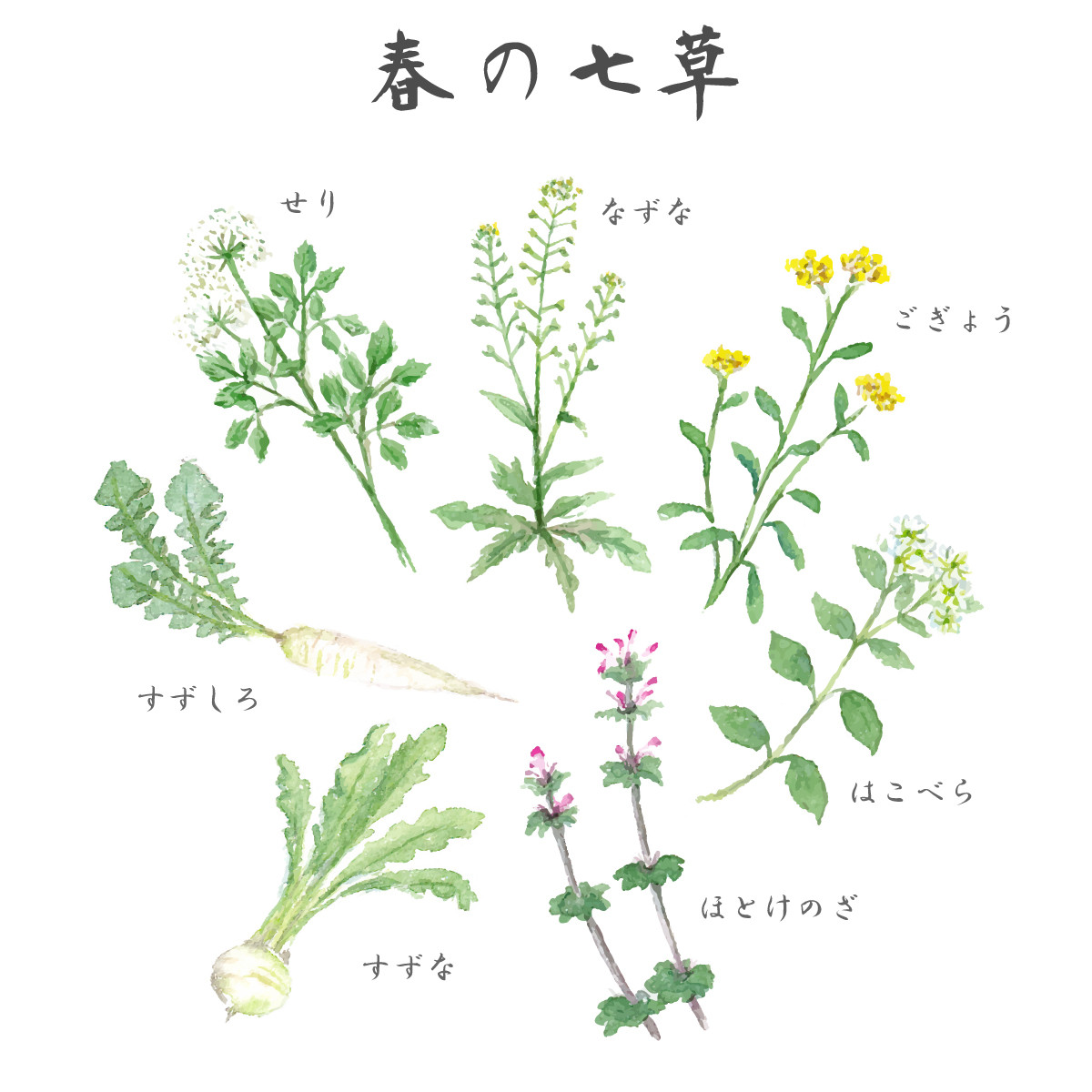 1月のお花 17 春の七草 雄苑のオフィシャルblog