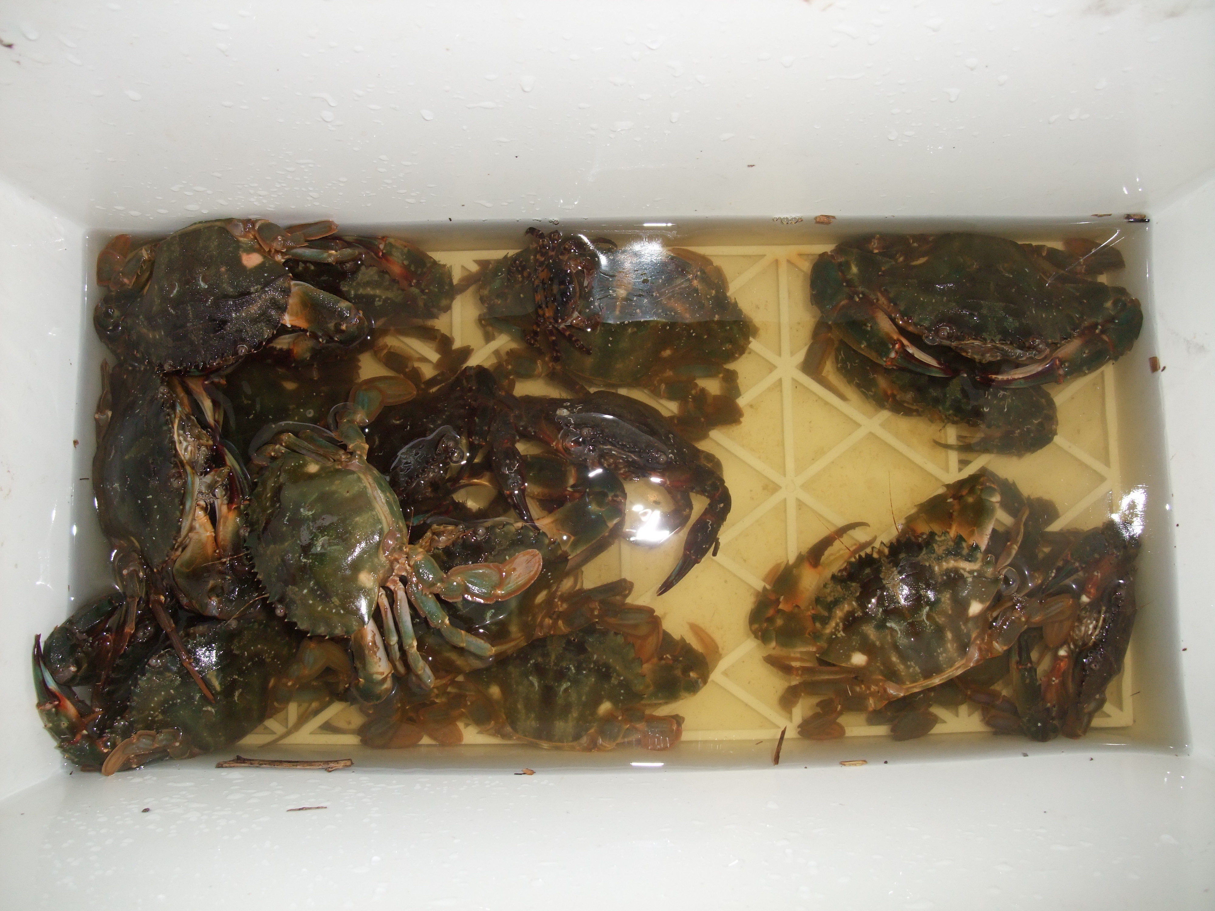 かに カニ 蟹 旬魚釣楽