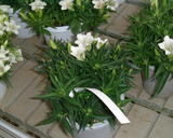 �����ɥ�