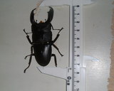 �������郎��