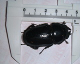 �������郎������