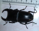 �������郎����ͺ