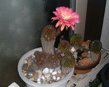 ���ܥƥ󡼣�