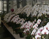 �����祦���