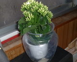 Ƭ���ɤ��ʤ���