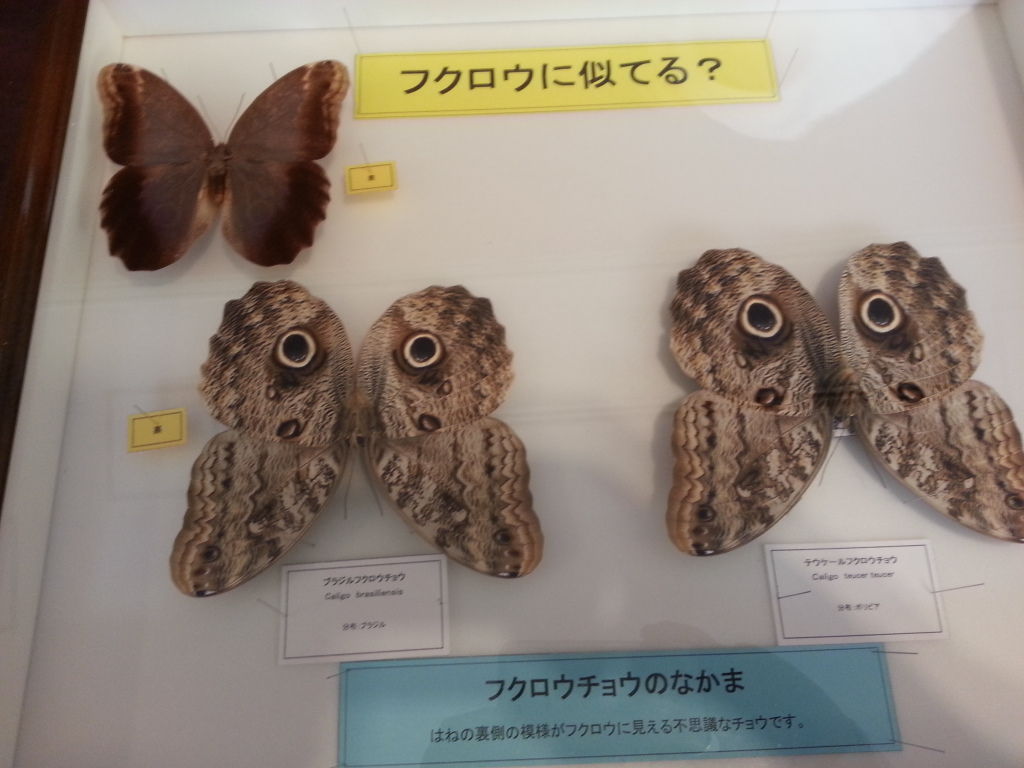 ドキドキ昆虫フォレストinアーバンドック ららぽーと豊洲 Boycraft Blog