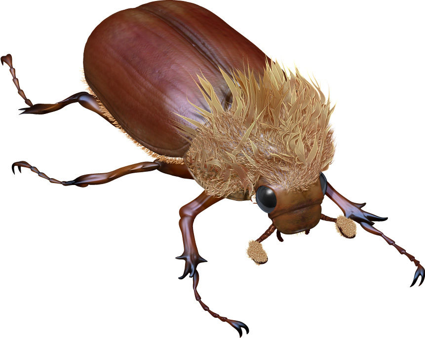 世界の昆虫採集2〜カナブンのなかま(その1)〜 : Boycraft blog 世界の昆虫採集2〜カナブンのなかま(その1)〜 : Boycraft blog