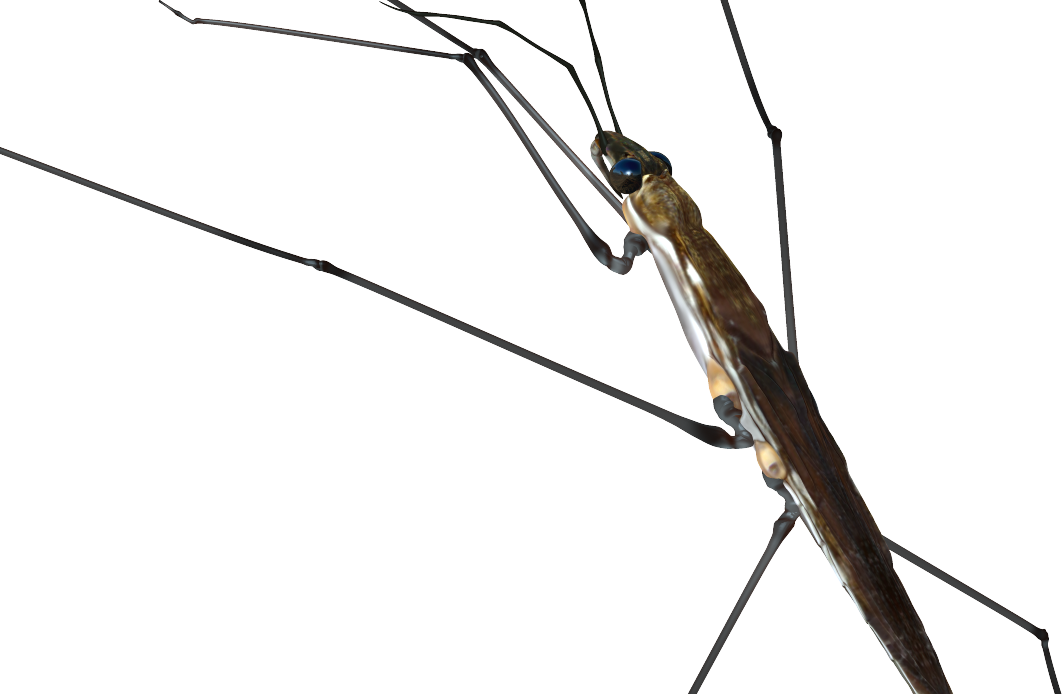 世界の昆虫採集2 昆虫王国 仮 水生昆虫その3 Boycraft Blog